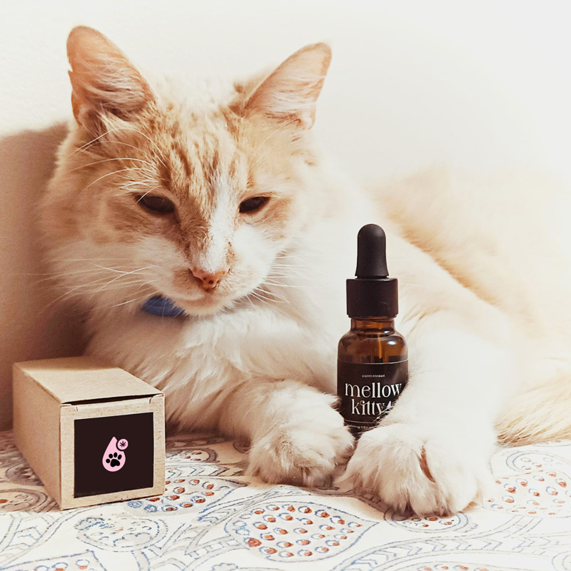 Mellow Kitty - Calming CBD Oil for Cats (20ml / 400mg CBD)